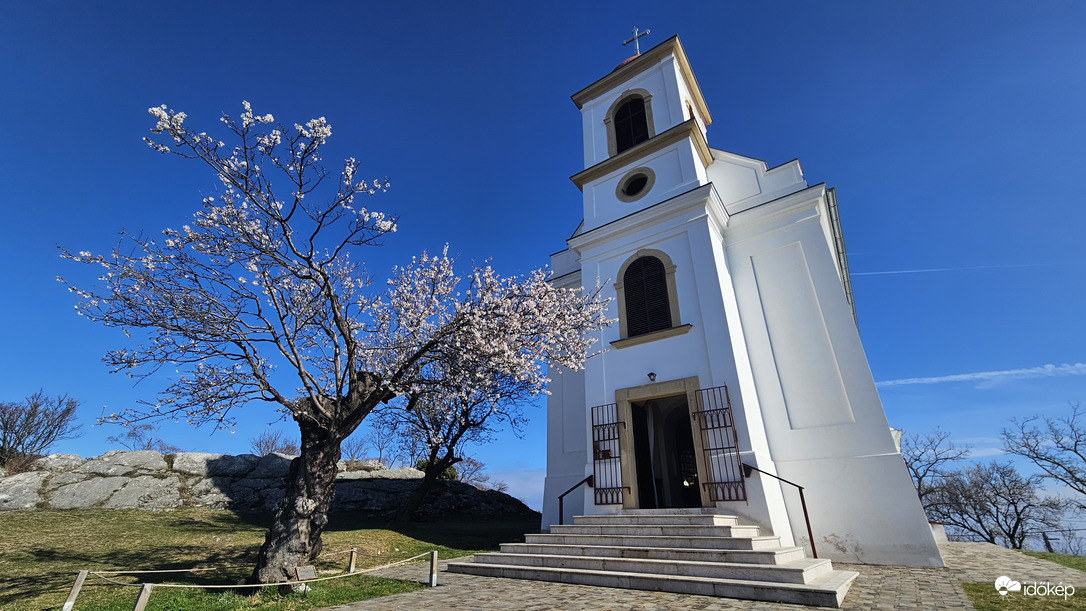 Pécs - Havihegyi mandulafa