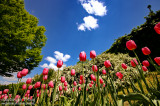 Égig érő tulipánok