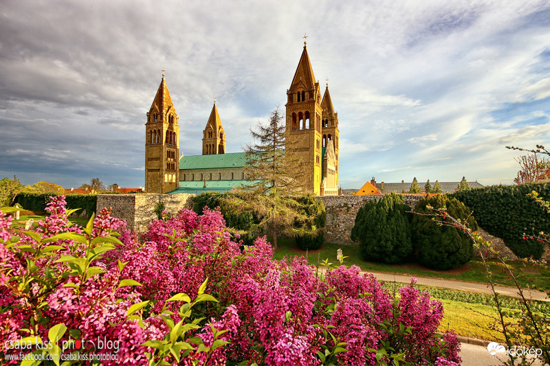 Pécs - orgonavirágzás