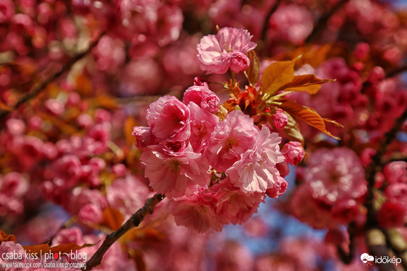 Pécs - cseresznyevirágzás