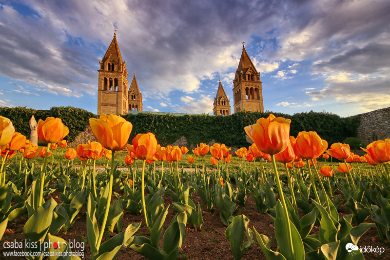 Székesegyház tulipánokkal