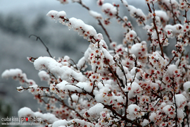 Pécs - havas mandula