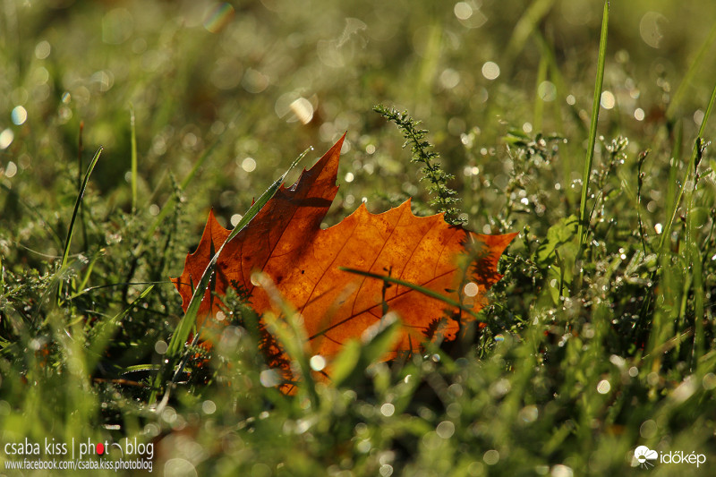Hull az elsárgult levél...