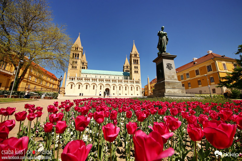 TuliPécs