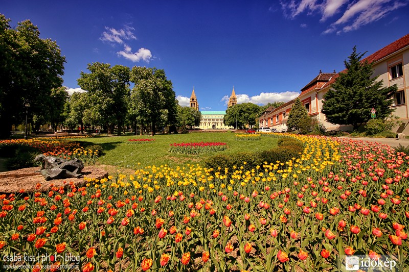 TuliPécs
