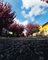 Japán cseresznyefa 