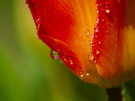 Tükröződő tulipánok