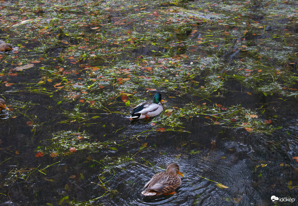 Téli csend Szilvásváradon