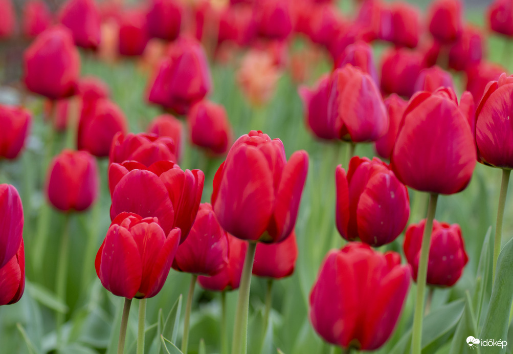 Csodálatos tulipánok