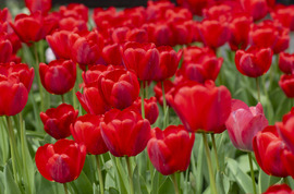 Csodálatos tulipánok