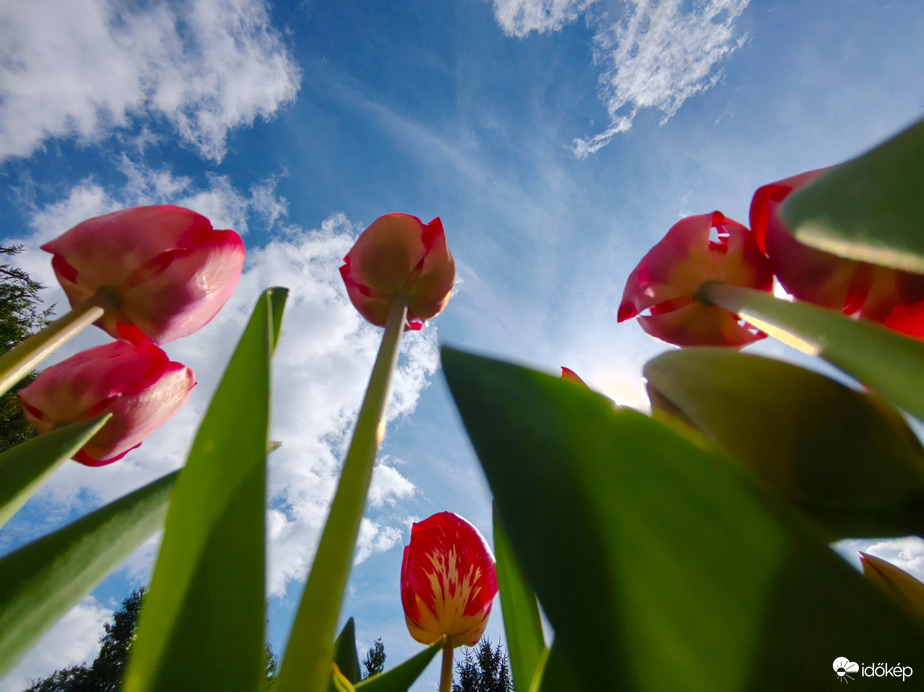 Tulipánok más szemszögből