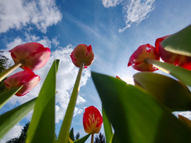 Tulipánok más szemszögből