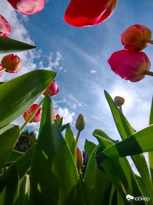 Tulipánok más szemszögből