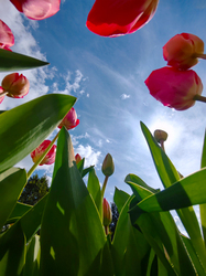 Tulipánok más szemszögből