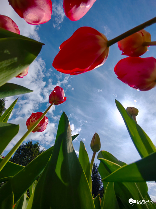 Tulipánok más szemszögből