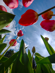 Tulipánok más szemszögből