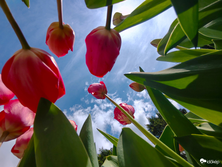 Tulipánok más szemszögből