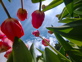 Tulipánok más szemszögből