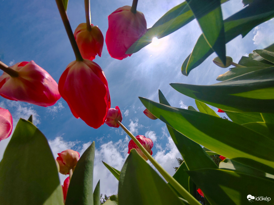 Tulipánok más szemszögből