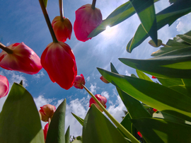 Tulipánok más szemszögből
