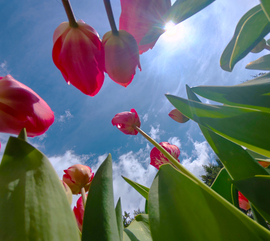 Tulipánok más szemszögből