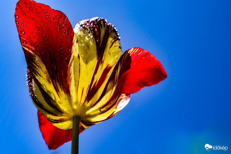 Vízcseppes tulipán