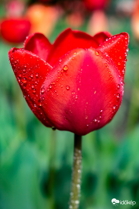 Vízcseppes tulipán