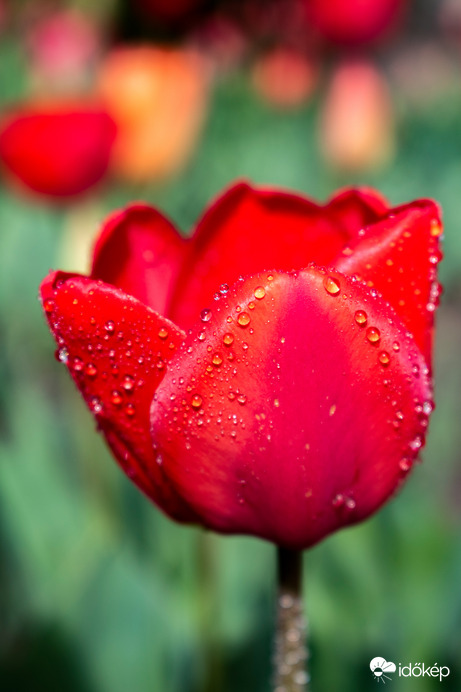 Vízcseppes tulipán