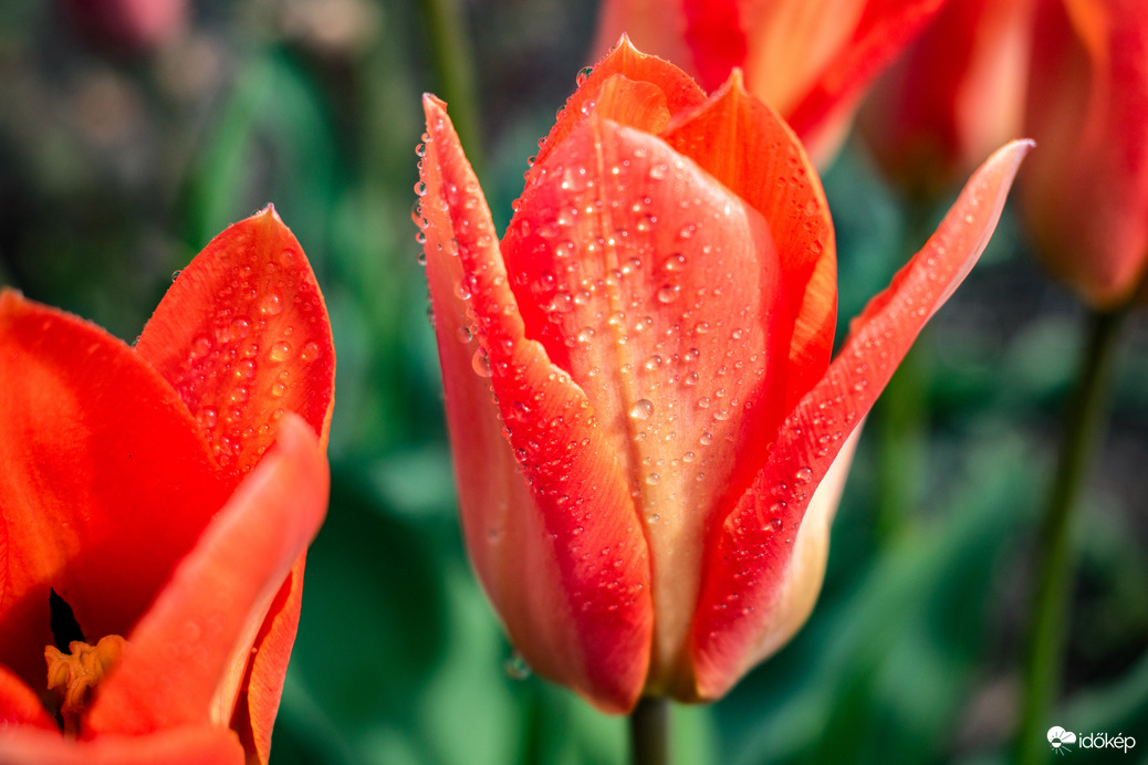 Vízcseppes tulipánok