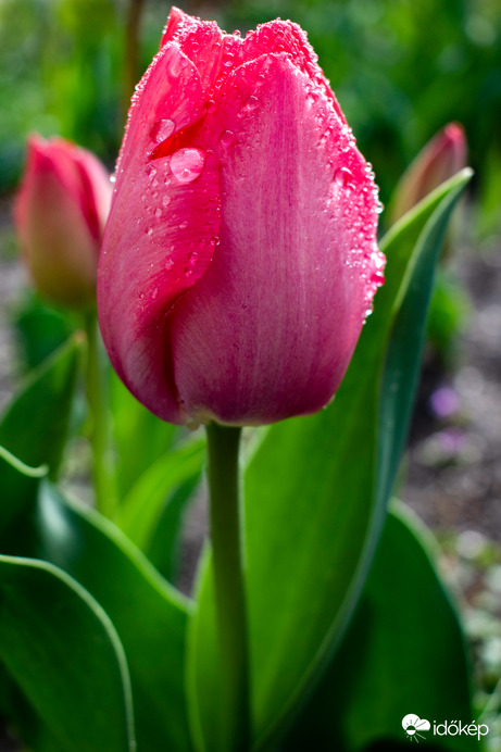 Éppen nyíló tulipán