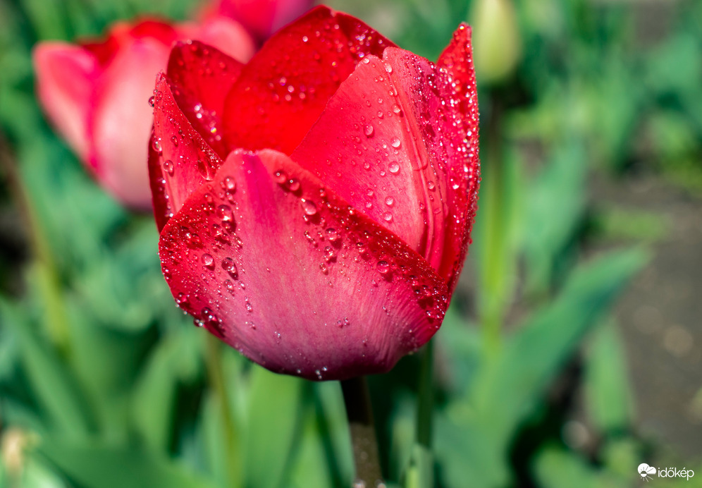 Vízcseppes tulipán