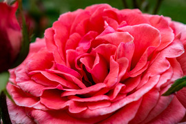 Line Renaud rózsa