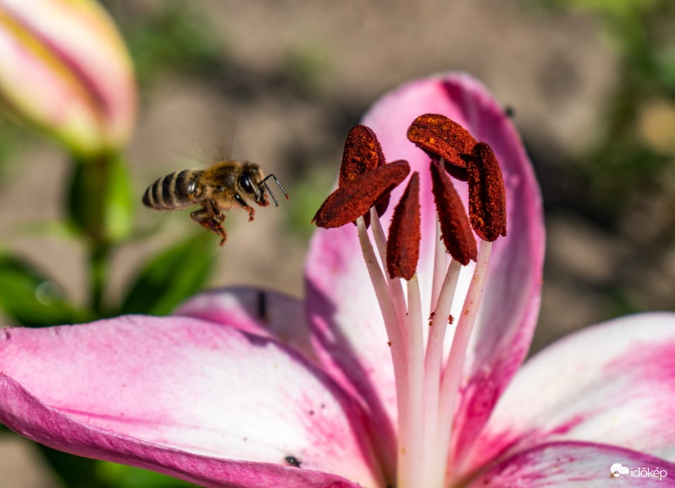 A liliom és a méh
