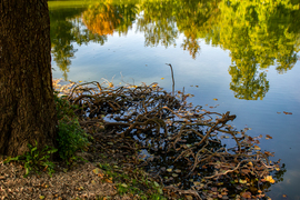 Felsőtárkányi horgásztónál készült a fotó, amin egy fának a gyökérzete látható. A vízfelszínen tükröződik az őszülő természet.