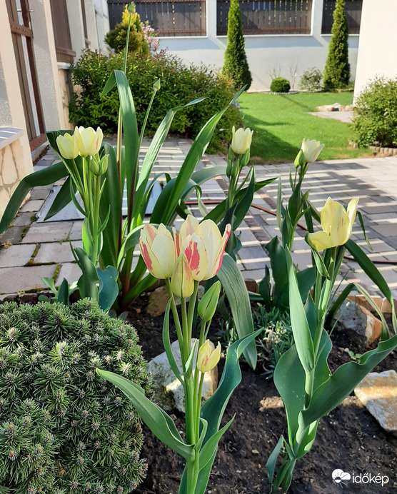 Nyílnak a sokfejű tulipánok