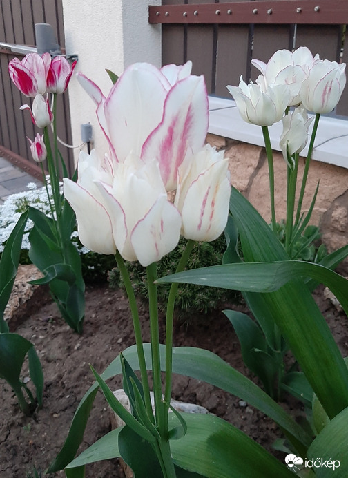 Sokfejű tulipánok teljes pompában