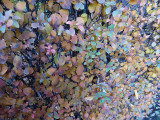 Őszi puzzle haladóknak