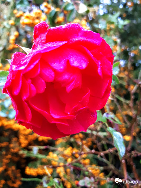 Decemberi rózsa