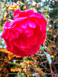 Decemberi rózsa