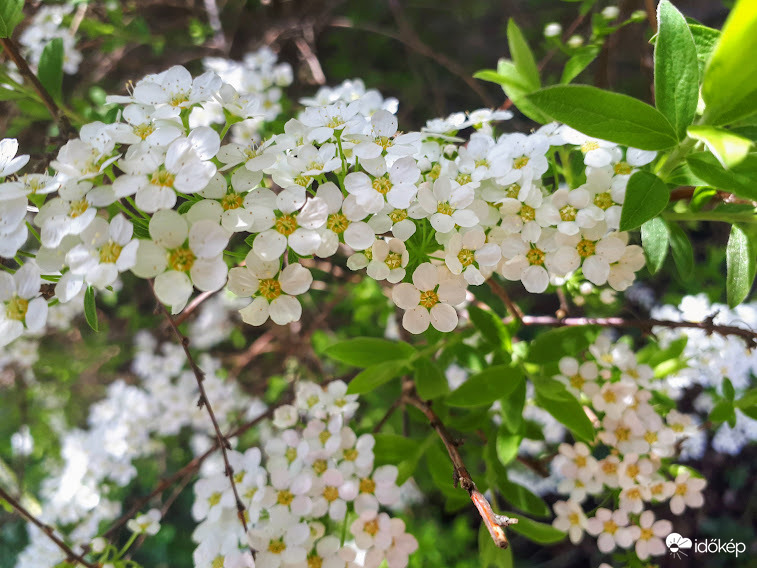 Gyöngyvessző (spirea)