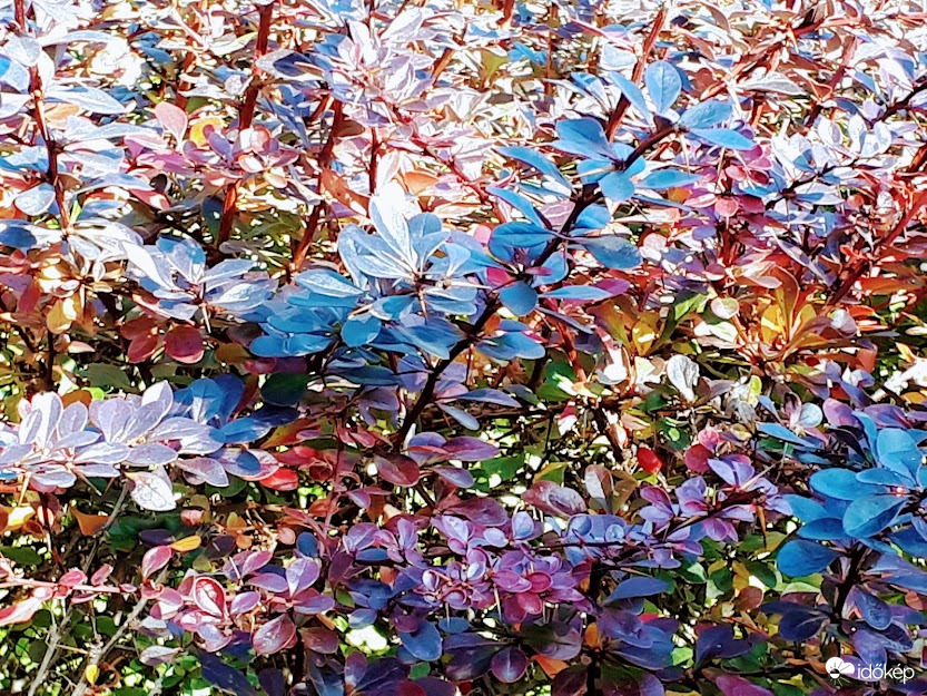 Őszi ruhába öltözött a japán borbolya is