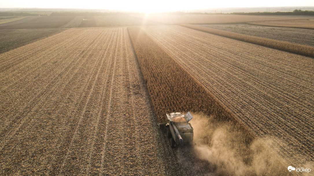 Kukorica aratás III.