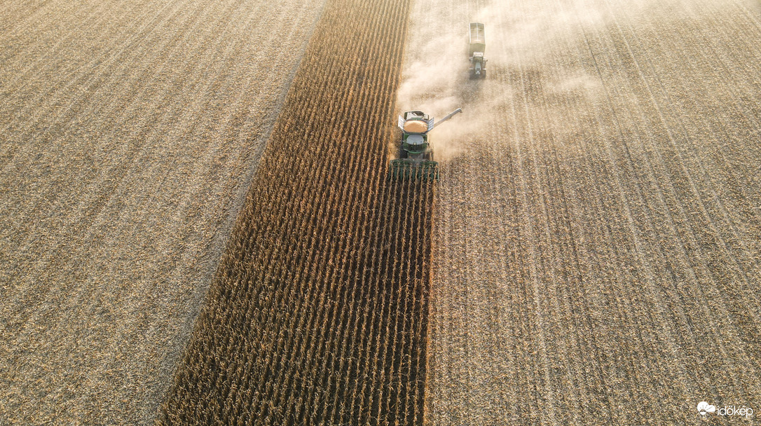 Kukorica aratás II.