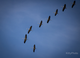 Perkáta felett a darvak