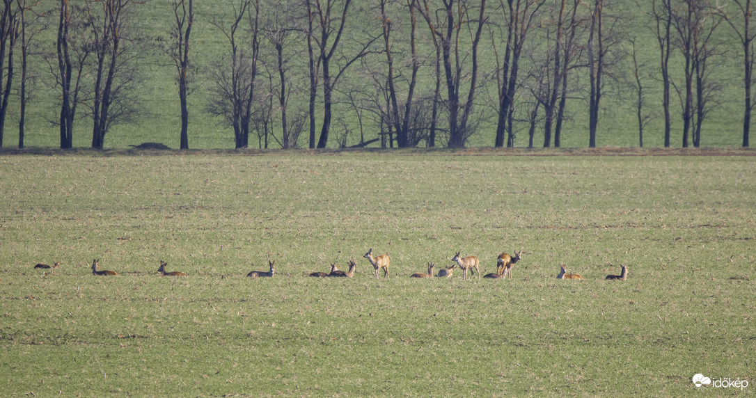 Őzek napozása a vetésen