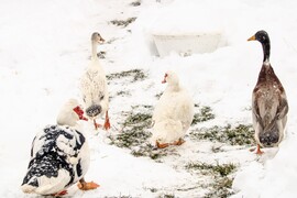 Kacsa haverok a hóban