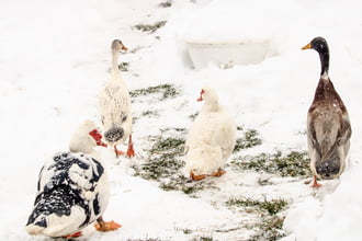 Kacsa haverok a hóban