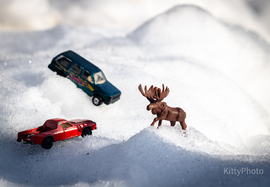 Már a jávorszarvas is itt van :)