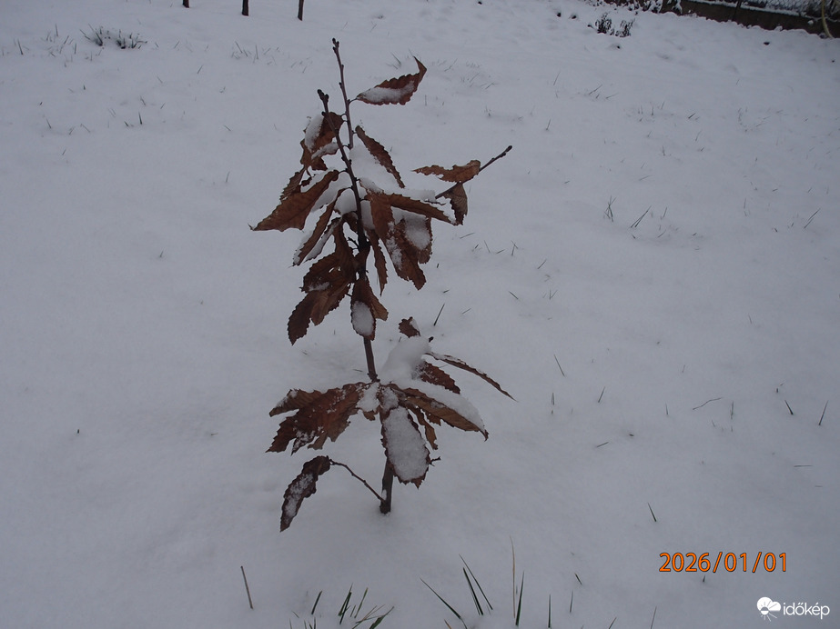 Kicsi gesztenye  :)
