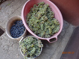 Ki kér  majd  bort? :)